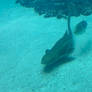 Great the Zebra Shark