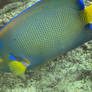 Beauty the Queen Angelfish