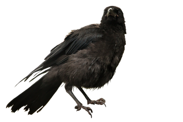 Corvus