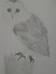 barn owl sketch