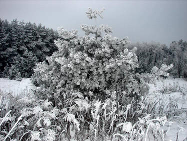 Tree of Ice
