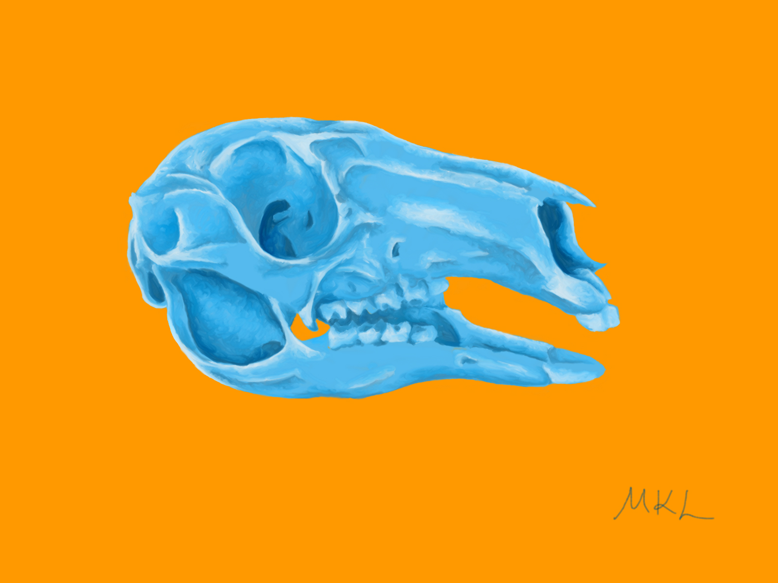 Kangaroo Skull