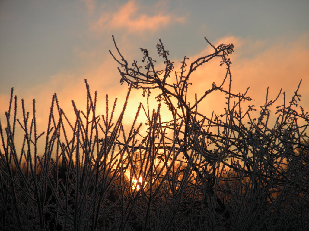 Arise the Frosted Morn