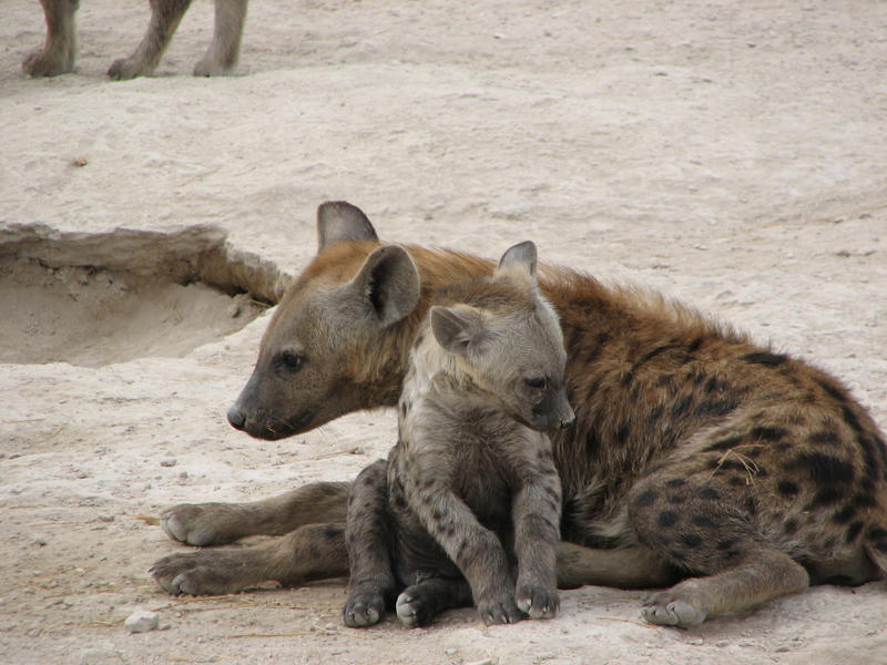 hyena family 2