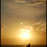 Sun Sailing
