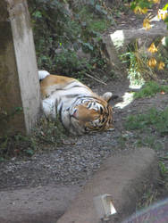 lazy tiger