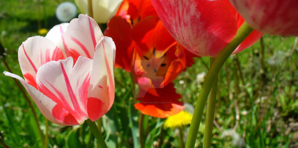 spring tulips II