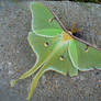 luna moth