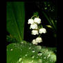 Lily Of The Valley