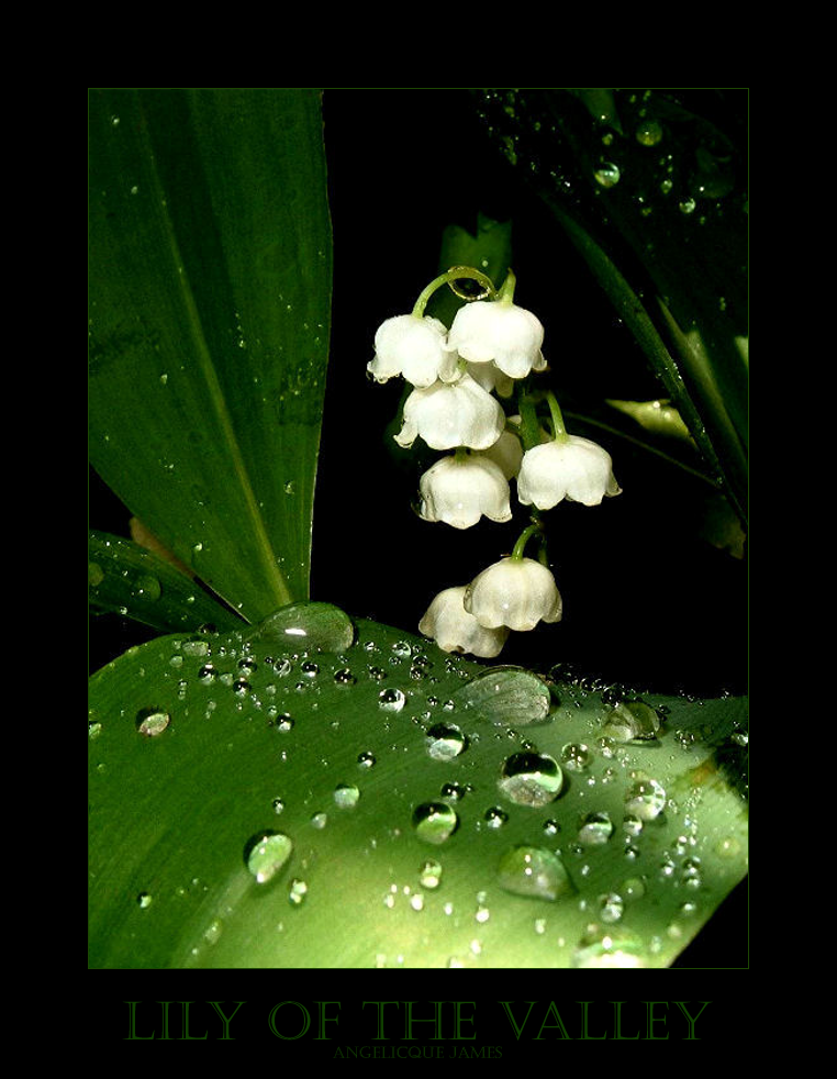 Lily Of The Valley