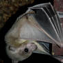 Egyptian Fruit Bats IV