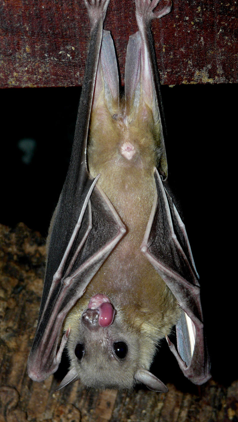 Egyptian Fruit Bats VI