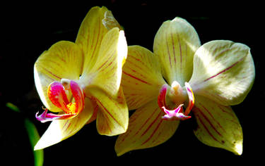 Orchidaceae XXIII