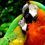 Macaws VI
