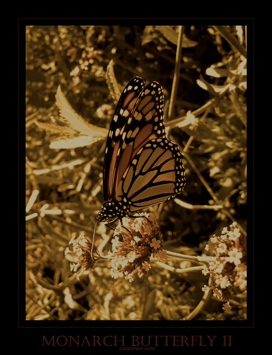 Monarch Butterfly II