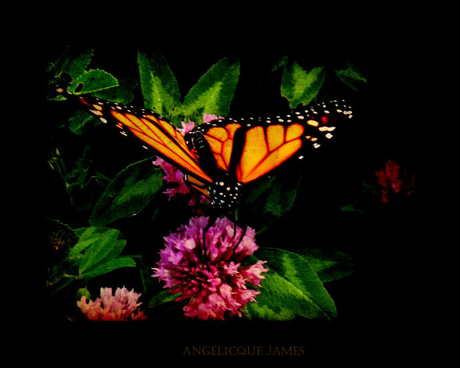 Decayed Bug Decayed Series: Insects XVI by angelicque on DeviantArt