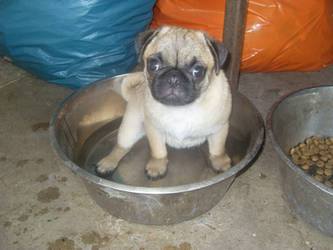 Just chillen in my water dish