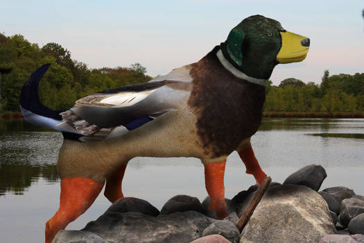 Duck Dog