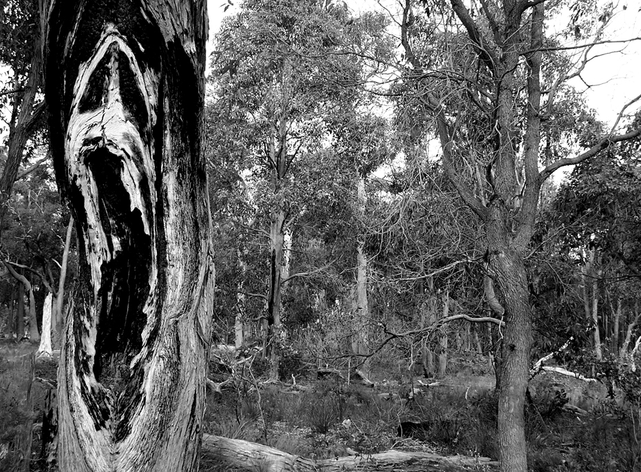 If SCREAM was a Nature Film