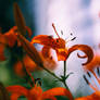 Orange Tiger Lily