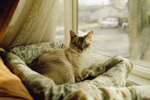 Sleepy Window Nap