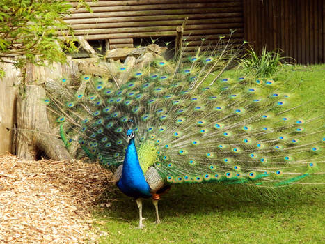 Peacock Fanning