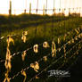 Fence of the discarded