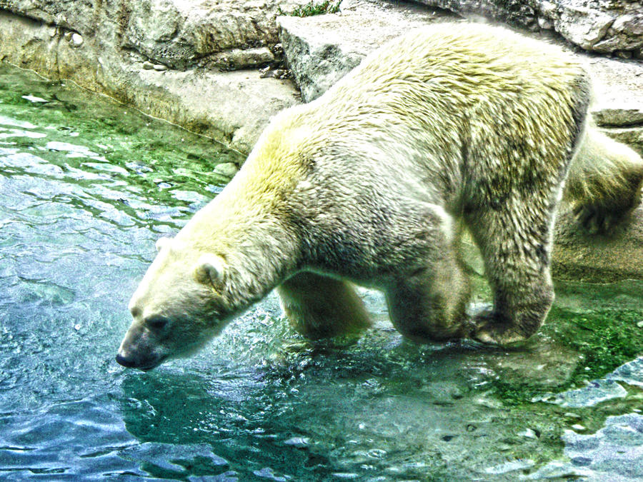 Polar Bear HDR