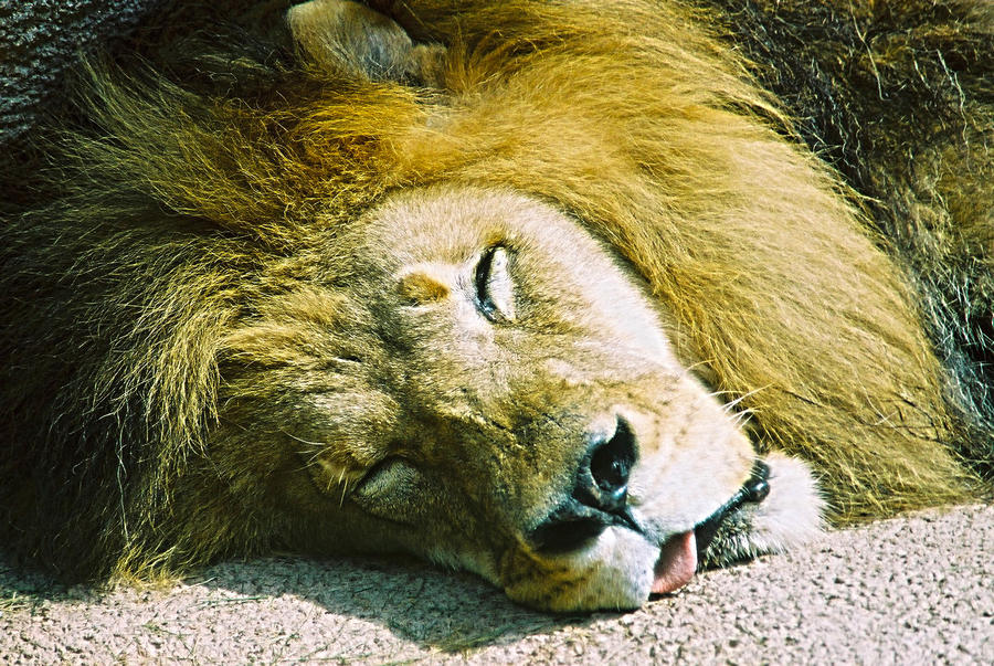 Sleepy Lion