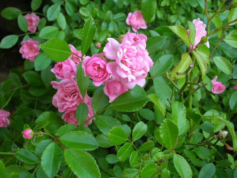 Litton Roses Little Roses by Rubi-06 on DeviantArt