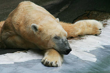 Polar Bear 2