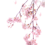 Cherry blossoms PNG #4