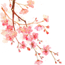 Cherry blossoms PNG #7