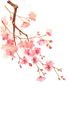 Cherry blossoms PNG #7