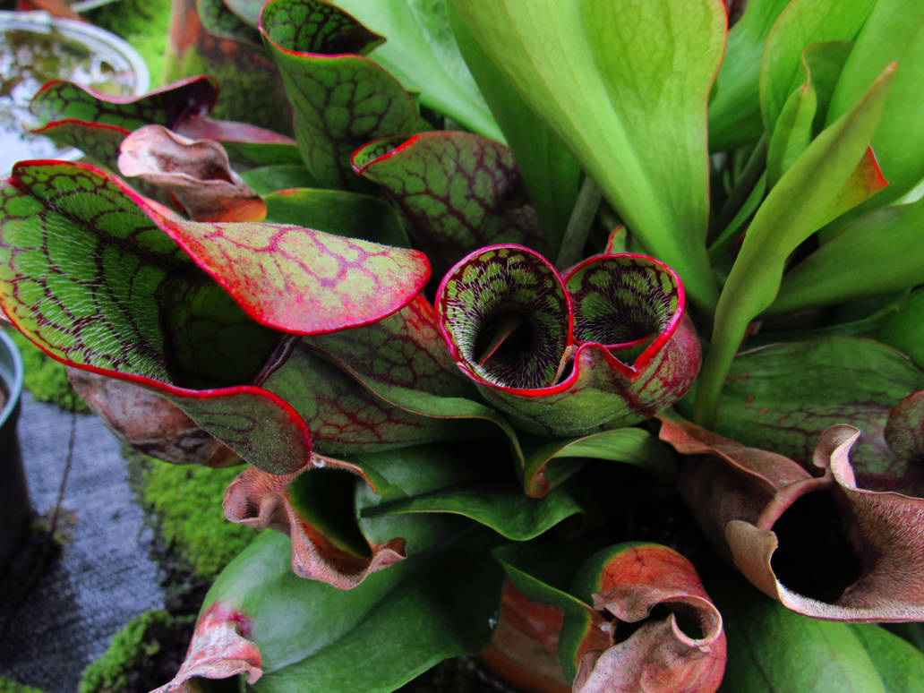 Predator Plants. Examples Predator Plant by LunarGloom on DeviantArt