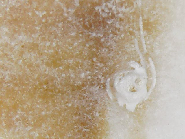 Inner side of shell by Tiemnokryskin on DeviantArt