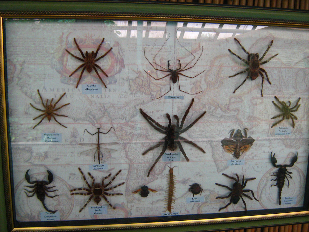 Arachnids and insects by Tiemnokryskin on DeviantArt