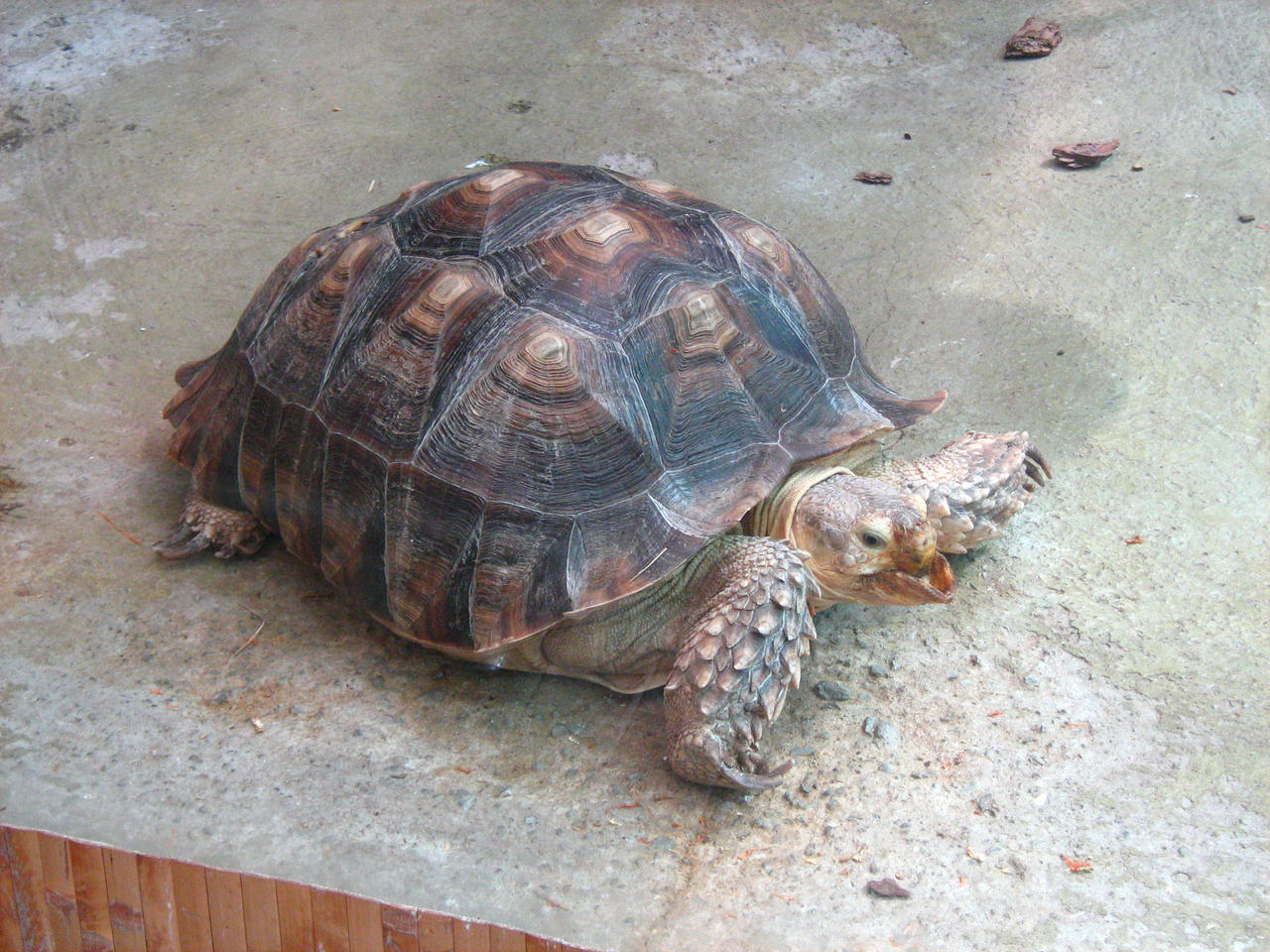 Turtle by Tiemnokryskin on DeviantArt