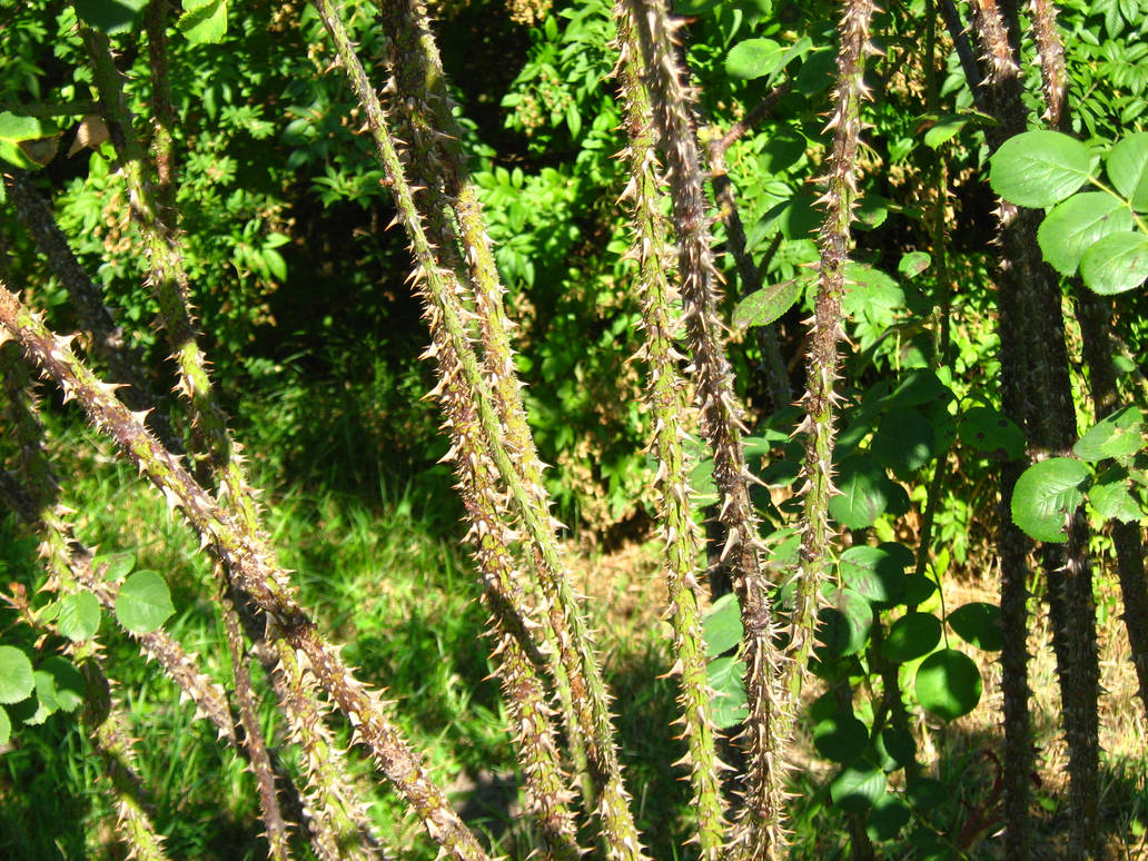 Spikes by Tiemnokryskin on DeviantArt