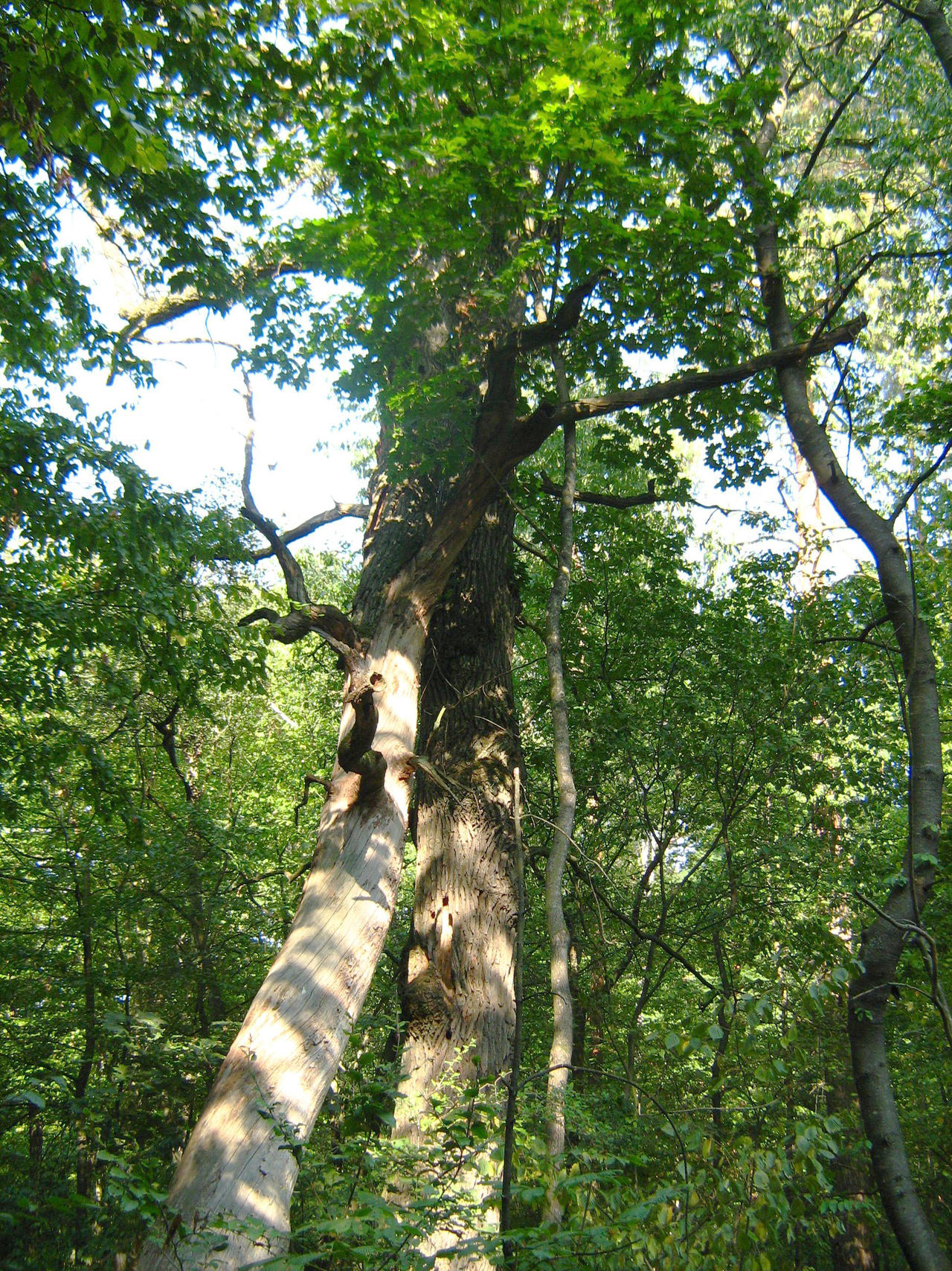 Grappled Grappled trees by Tiemnokryskin on DeviantArt
