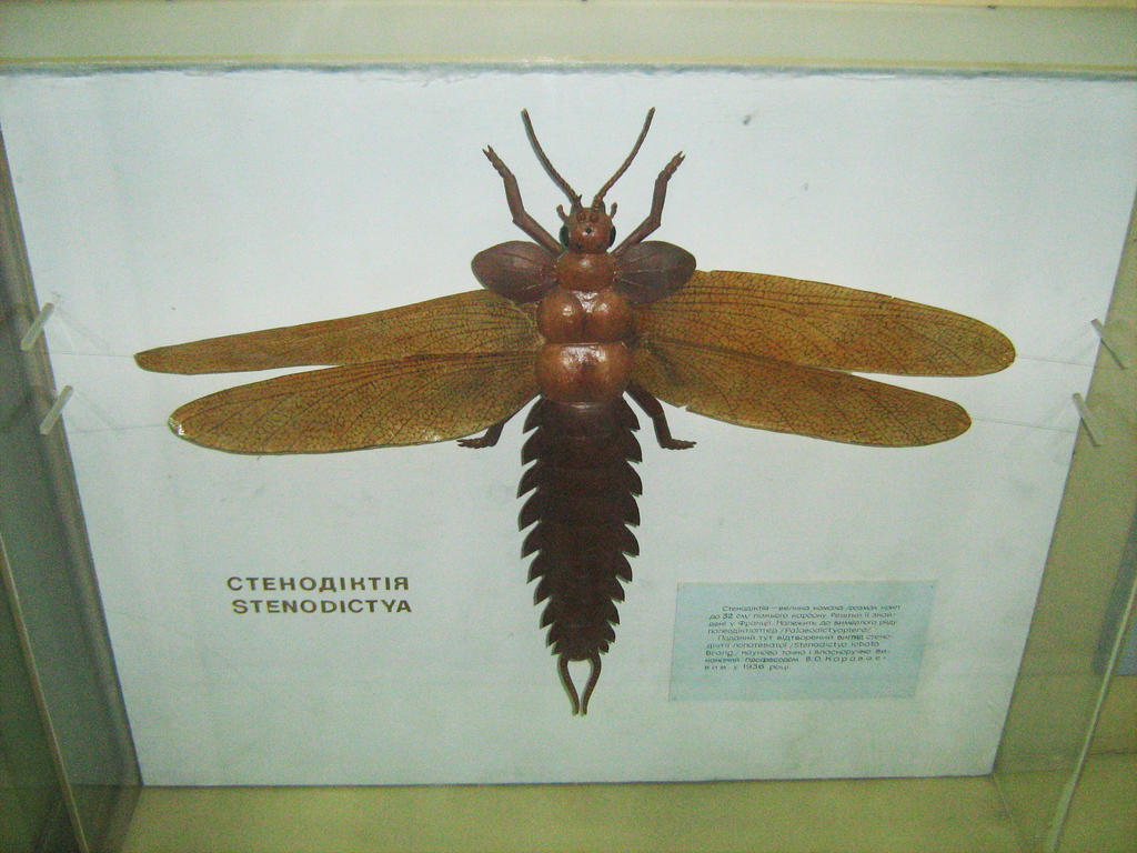 Extinct insect by Tiemnokryskin on DeviantArt