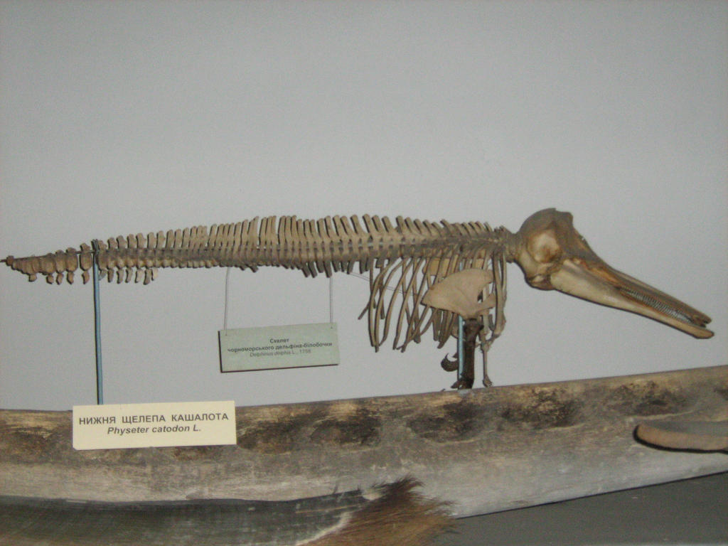 Dolphin by Tiemnokryskin on DeviantArt