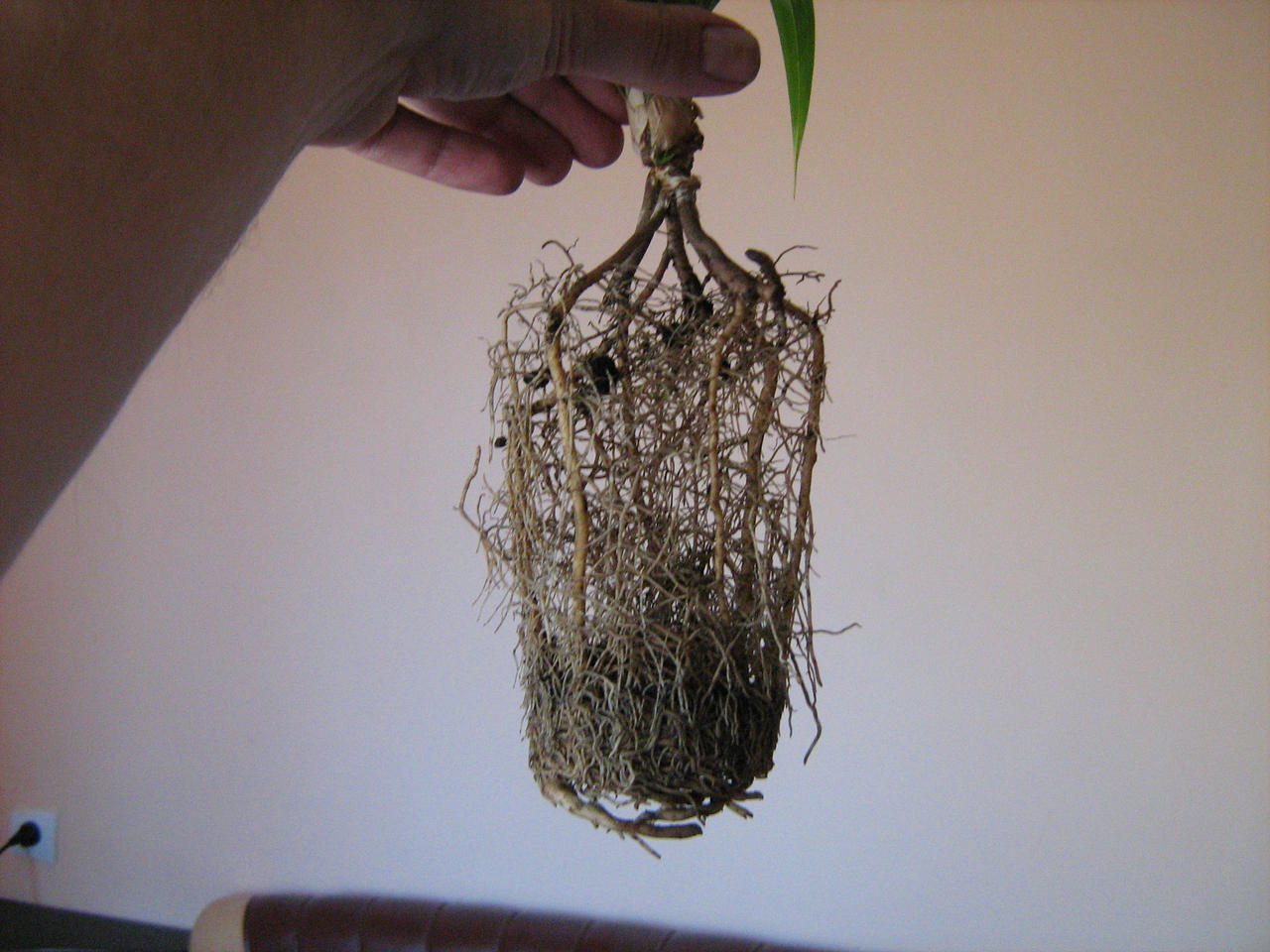 Roots of Pandanus2 by Tiemnokryskin on DeviantArt