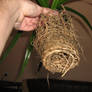 Roots of Pandanus3