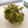 Dionaea muscipula3