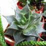 Haworthia2