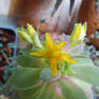 Blossom of Echeveria