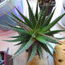 Haworthia3