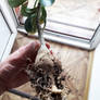 Root system of Adenium (poor photo)