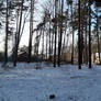 Winter in Irpen3